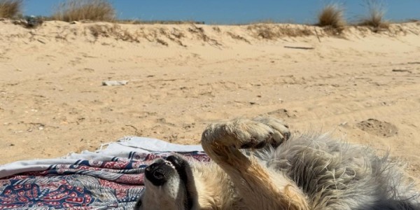 开云官网-甜😍阳光+大海+沙滩+狗狗，若奥-内维斯和女友一同享受假期